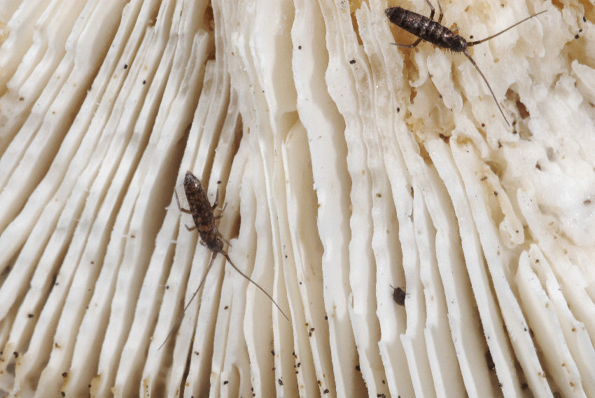 Parassita di funghi (Collembolo)